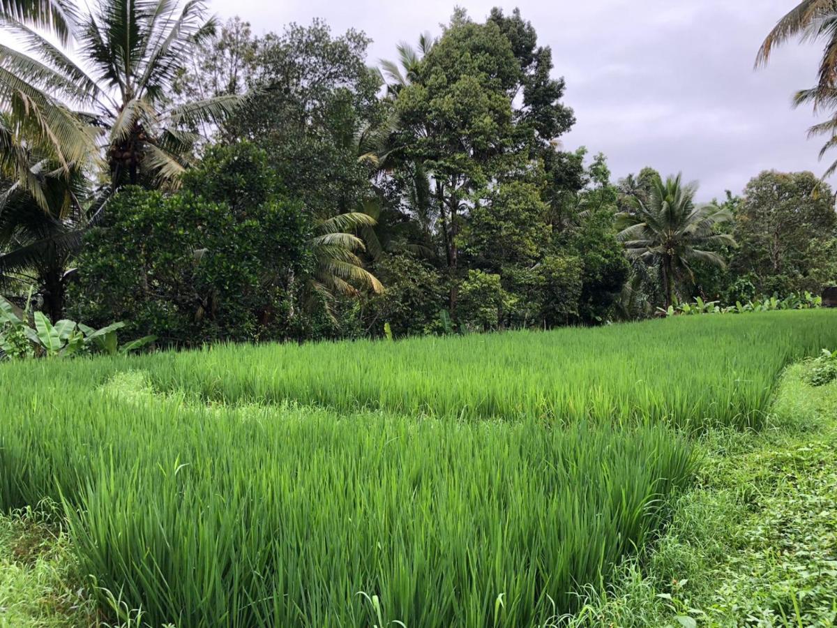 Titian Dewi Villa Ubud - 3 Bedroom Private Villa Close To Cretya Day Club 德格拉朗 外观 照片